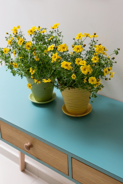 צהוב - צבע העשור - XNET 